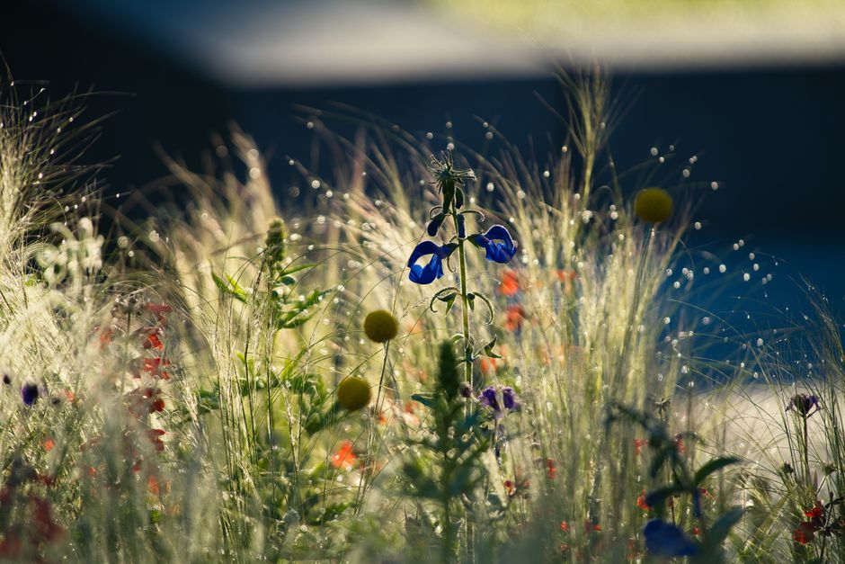 A lush garden scene featuring a well-maintained grassy lawn in the foreground, with a wooden post holding a red life-saving signal box equipped with a yellow lifebuoy and a white identification tag, i